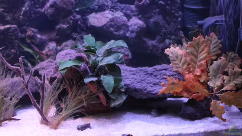 Aquarium Pseudancistrus Heaven von maxheadroom (10)