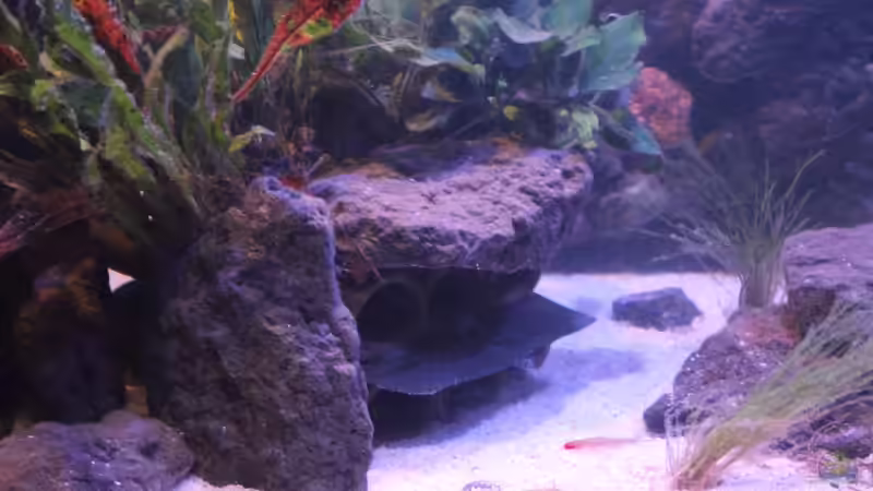 Aquarium Pseudancistrus Heaven von maxheadroom (11)