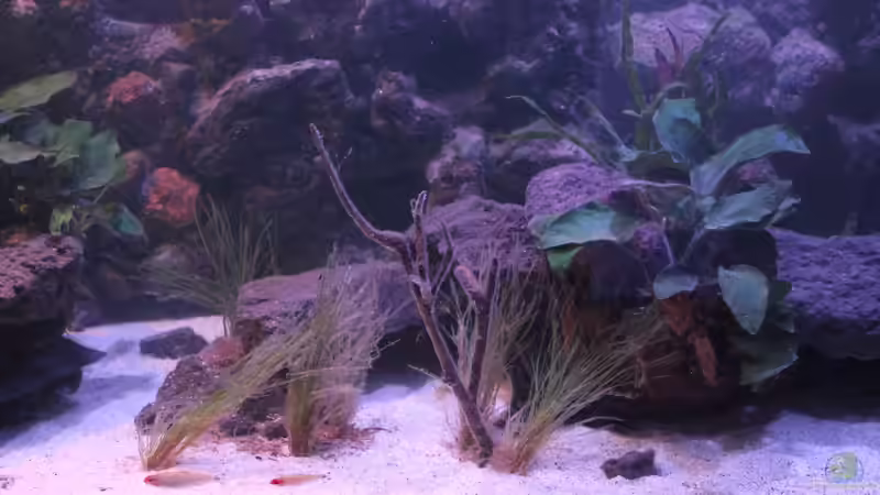 Aquarium Pseudancistrus Heaven von maxheadroom (12)