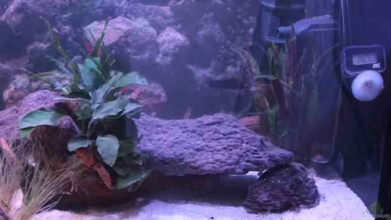 Aquarium Pseudancistrus Heaven von maxheadroom (2)