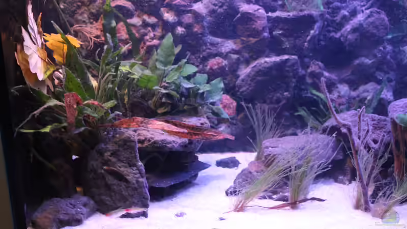 Aquarium Pseudancistrus Heaven von maxheadroom (3)