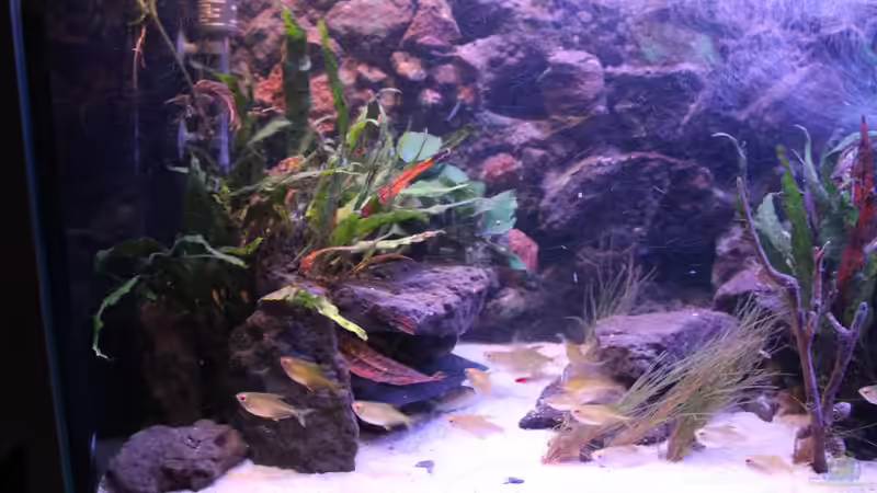 Aquarium Pseudancistrus Heaven von maxheadroom (4)