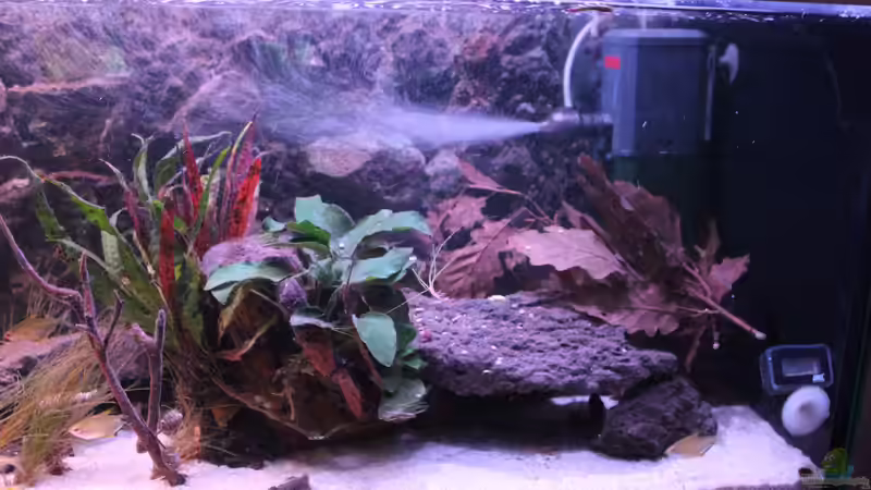 Aquarium Pseudancistrus Heaven von maxheadroom (5)