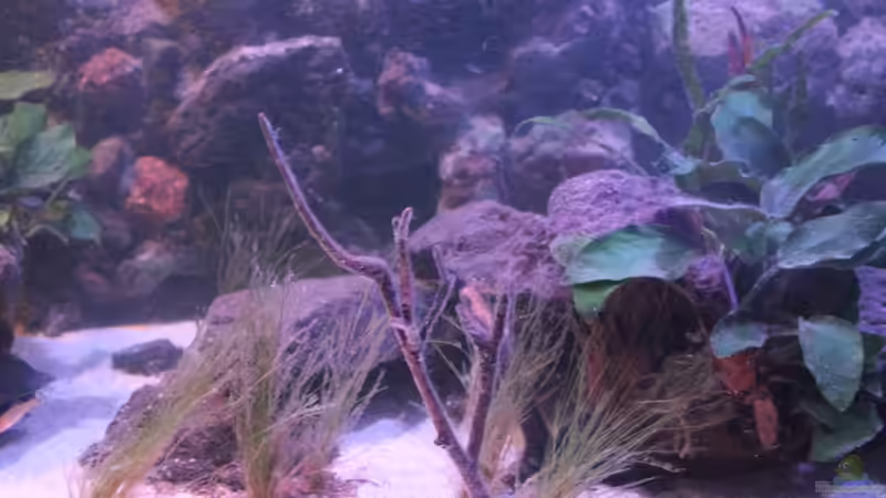 Aquarium Pseudancistrus Heaven von maxheadroom (7)
