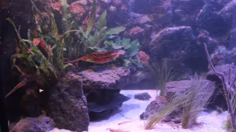 Aquarium Pseudancistrus Heaven von maxheadroom (8)