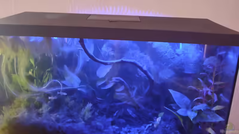 Aquarium Pseudomugil Gertruade Artenbecken von AquaLeni (3)