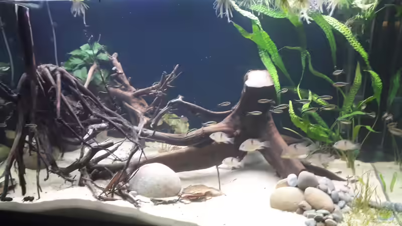 Aquarium Pura Vida von Mattl (2)