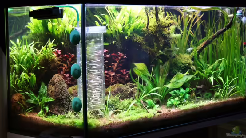 Aquarium Python`s Cave von Apistofan (9)