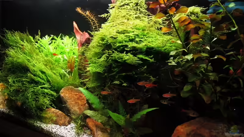 Aquarium Quellen Batmund (AUFGELÖST) von Sarah (2)