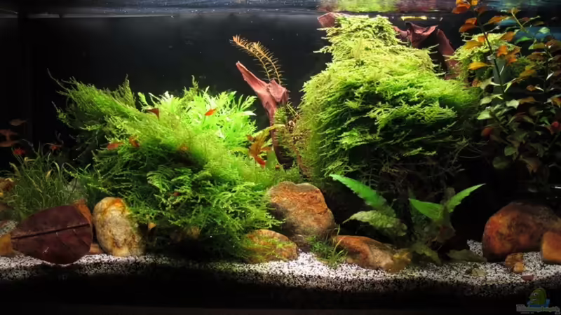 Aquarium Quellen Batmund (AUFGELÖST) von Sarah (3)