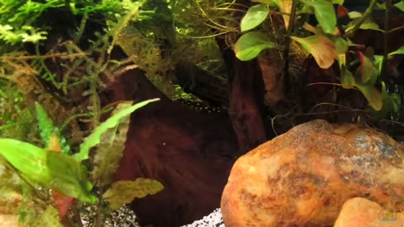 Aquarium Quellen Batmund (AUFGELÖST) von Sarah (5)