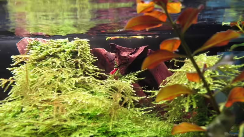 Aquarium Quellen Batmund (AUFGELÖST) von Sarah (7)