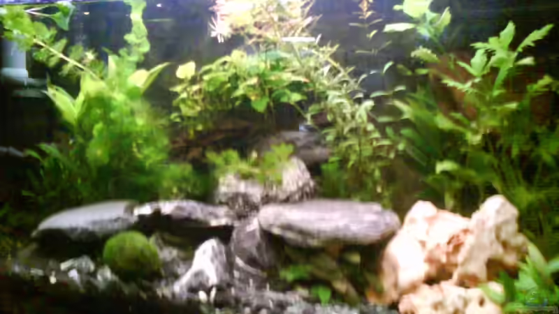 Aquarium Radargarnelen von Bart Simpson (3)
