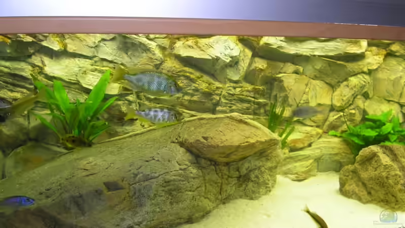 Aquarium Räuber aus dem Werder.... ähmm Malawisee von Wesermalawi (2)