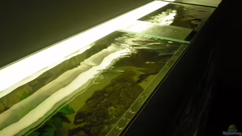 Aquarium Räuber aus dem Werder.... ähmm Malawisee von Wesermalawi (4)