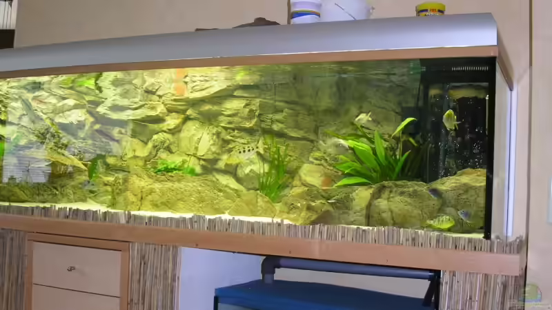 Aquarium Räuber aus dem Werder.... ähmm Malawisee von Wesermalawi (5)