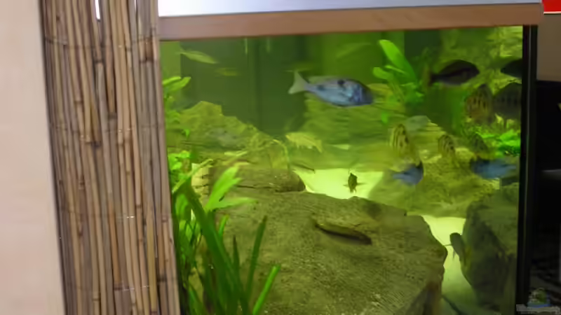 Aquarium Räuber aus dem Werder.... ähmm Malawisee von Wesermalawi (7)