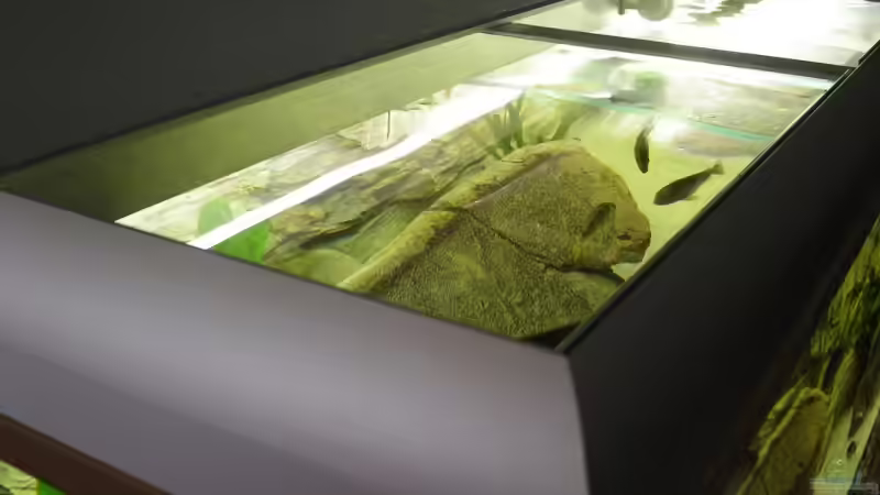 Aquarium Räuber aus dem Werder.... ähmm Malawisee von Wesermalawi (8)