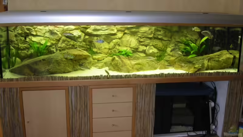 Aquarium Räuber aus dem Werder.... ähmm Malawisee von Wesermalawi (9)