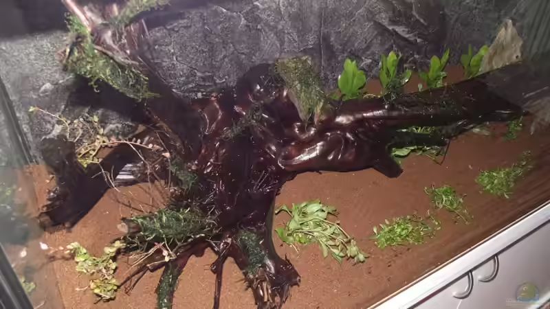 Aquarium Rainbowland (aufgelöst) von Dr. Manhattan (4)