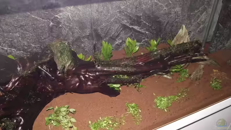 Aquarium Rainbowland (aufgelöst) von Dr. Manhattan (5)