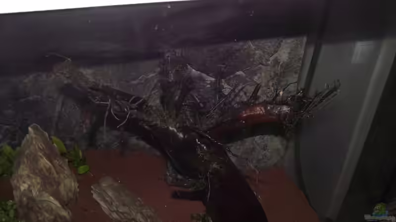 Aquarium Rainbowland (aufgelöst) von Dr. Manhattan (6)