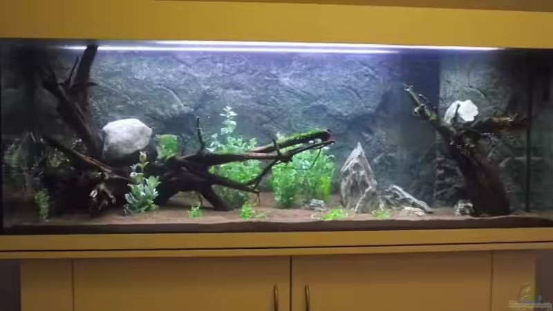 Aquarium Rainbowland (aufgelöst) von Dr. Manhattan (8)