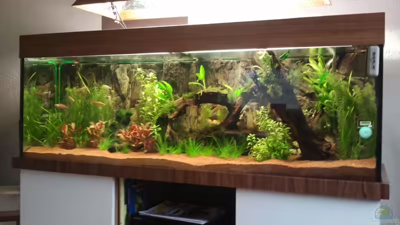 Aquarium Rainbow`s home (Nurnoch Beispiel) von Rainbowfan (2)