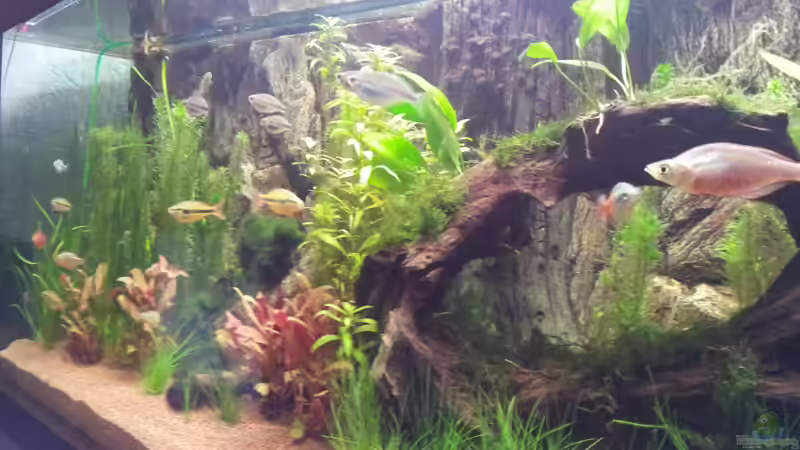 Aquarium Rainbow`s home (Nurnoch Beispiel) von Rainbowfan (4)