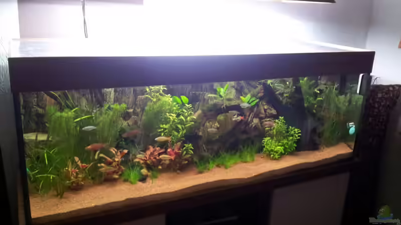 Aquarium Rainbow`s home (Nurnoch Beispiel) von Rainbowfan (5)