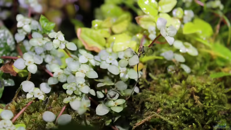 Aquarium Rainbowshiner von die Perle... (10)