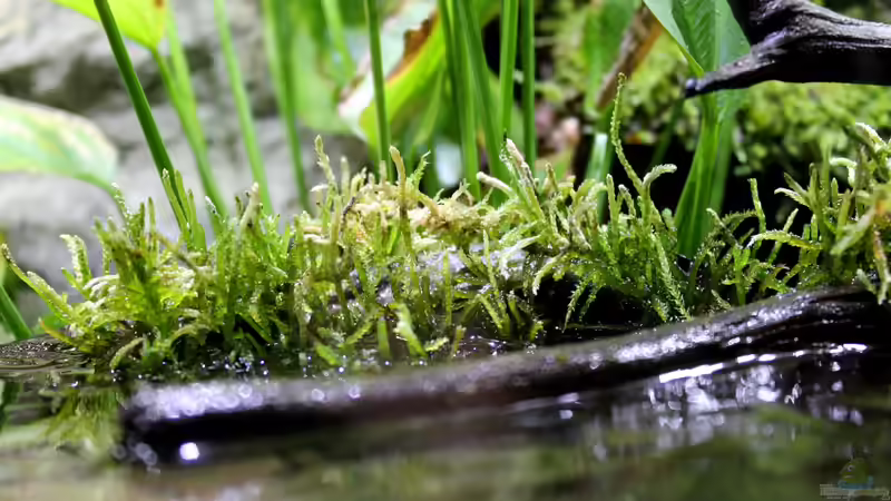 Aquarium Rainbowshiner von die Perle... (11)