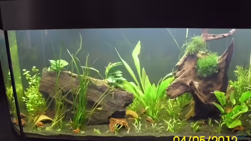 Aquarium Raumteiler Südamerika/Gesb. Nur noch als Beispiel von Günther Kröger (6)