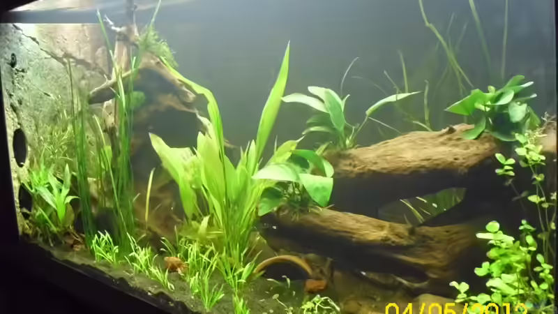 Aquarium Raumteiler Südamerika/Gesb. Nur noch als Beispiel von Günther Kröger (8)