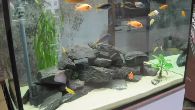 Aquarium Raumteiler von 360° Malawi (3)