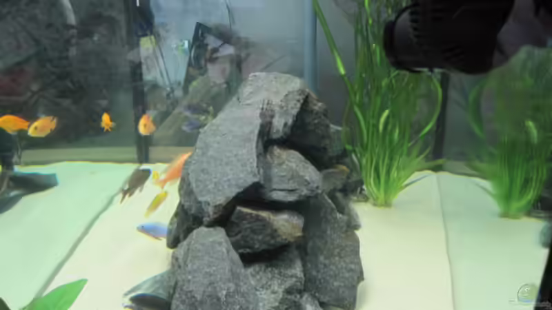Aquarium Raumteiler von 360° Malawi (4)