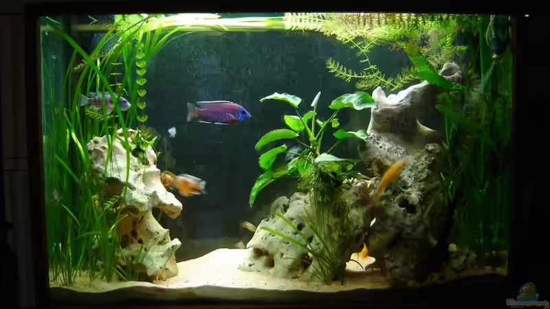 Aquarium Raumteiler von Biosphaeren (2)