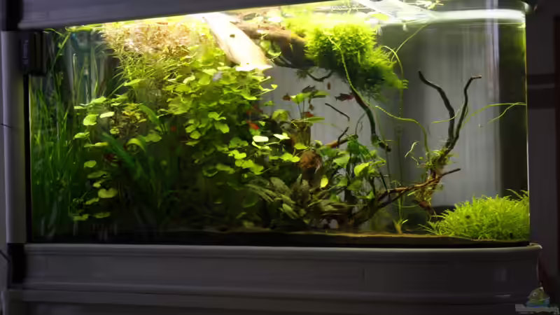 Aquarium Raumteiler von nola46 (12)