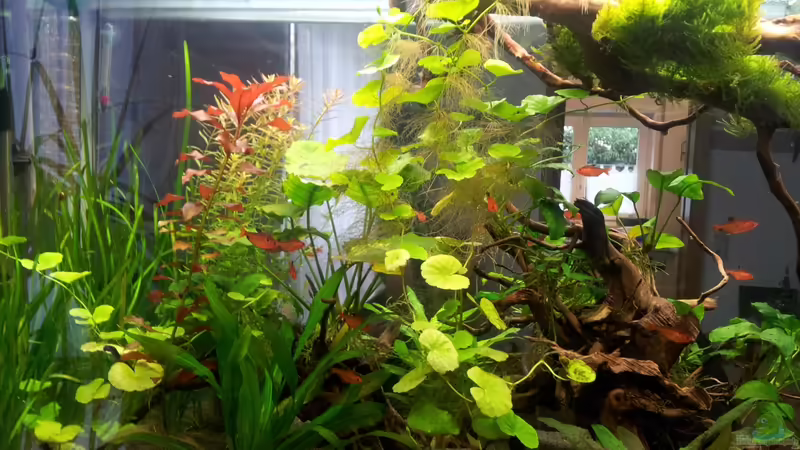 Aquarium Raumteiler von nola46 (5)