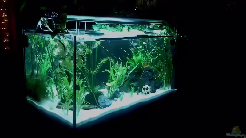 Aquarium Raumteiler von Tommarlon (2)
