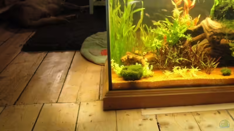 Aquarium Raumtrenner von Pam (4)