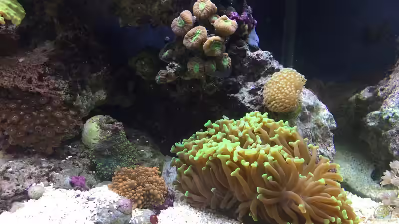 Aquarium re. Seite  von Embasch (2)