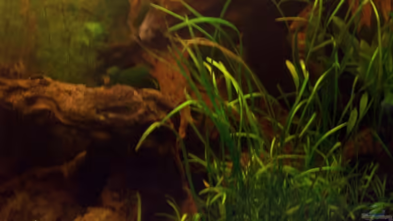 Aquarium rechte Seite von Anja Hermes (6)