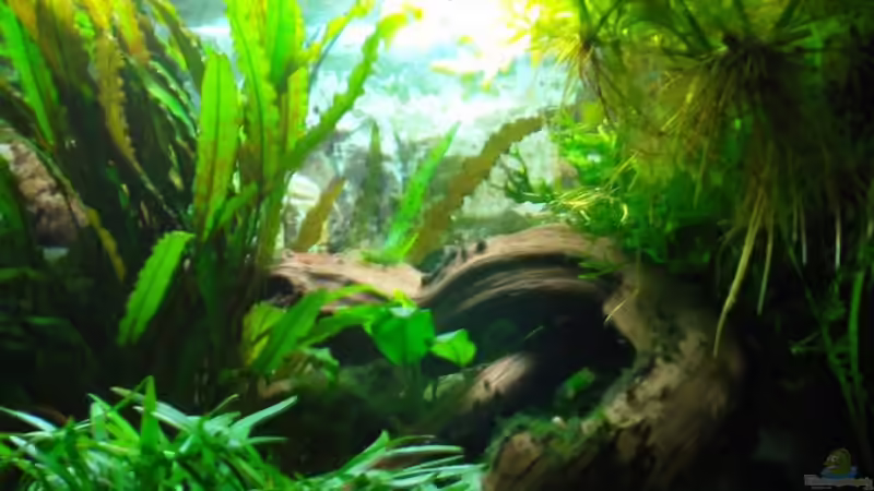 Aquarium rechte Seite von Aquarienfreund44 (4)