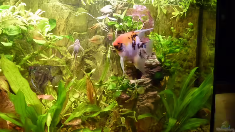 Aquarium rechte Seite von gbroker (4)