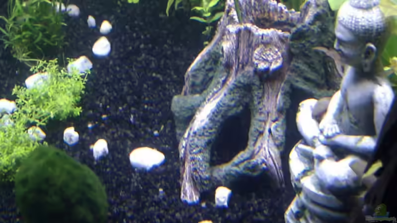 Aquarium rechts von Migaloo (3)