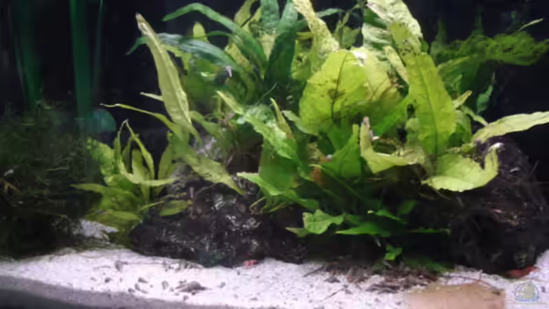 Aquarium Red Bee Garnelen von Lukas Szewczyk (2)