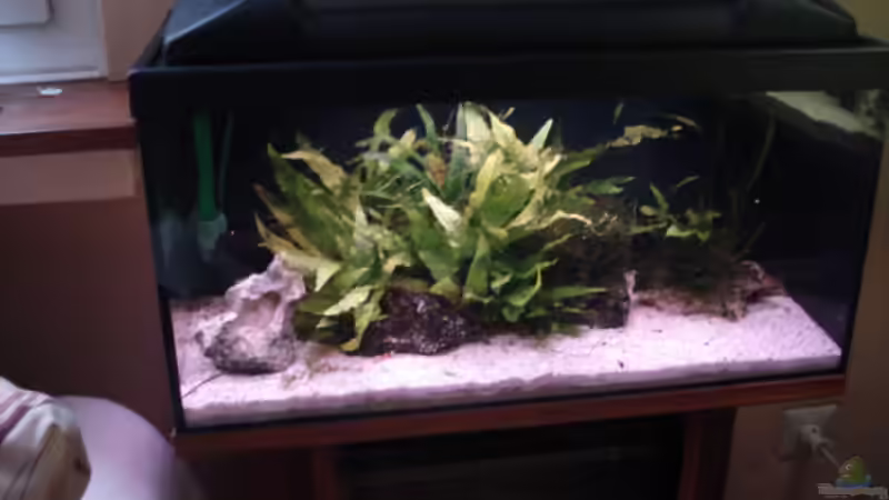 Aquarium Red Bee Garnelen von Lukas Szewczyk (3)