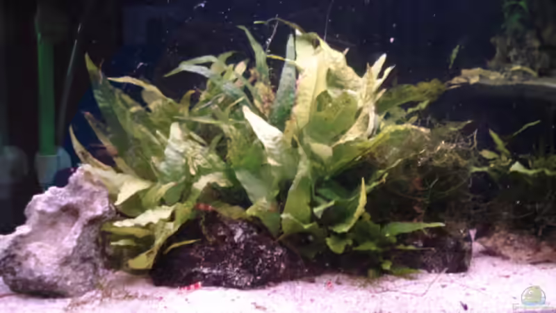 Aquarium Red Bee Garnelen von Lukas Szewczyk (4)