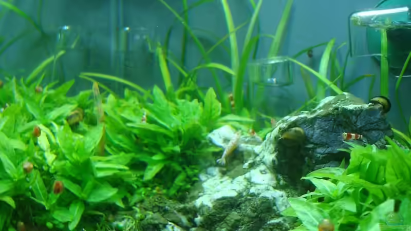 Aquarium Red Bee World von Sven-0. (2)